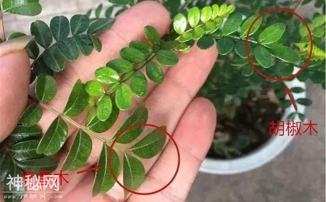 养了两个月的花，竟发现是假的？这些套路还真得摸清楚-36.jpg