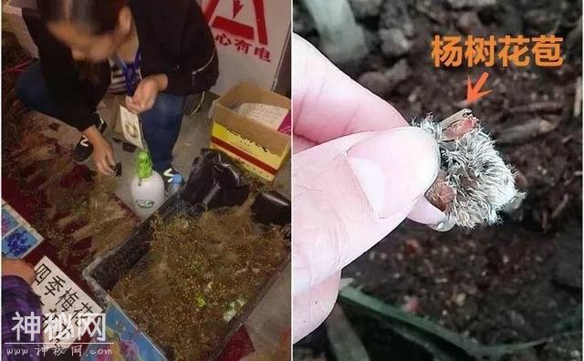 养了两个月的花，竟发现是假的？这些套路还真得摸清楚-45.jpg