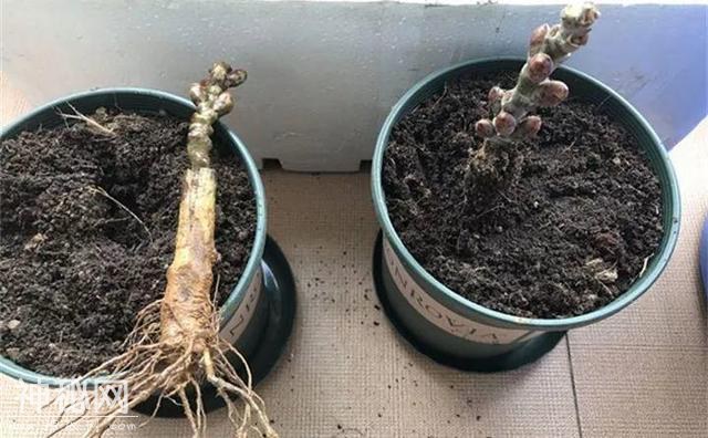 养了两个月的花，竟发现是假的？这些套路还真得摸清楚-46.jpg