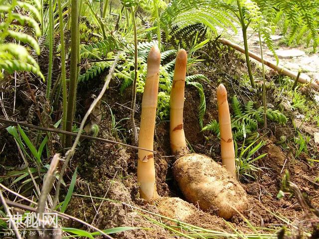 成都边上藏了个“地质天书、旷世幽谷”是不输张家界的天然大峡谷-36.jpg