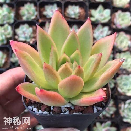这种系列多肉，颜值高价格也贵，夏天可是“重点保护动物”-7.jpg