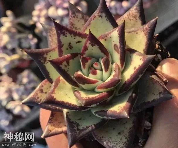 这种系列多肉，颜值高价格也贵，夏天可是“重点保护动物”-16.jpg