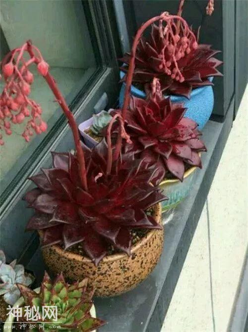 这种系列多肉，颜值高价格也贵，夏天可是“重点保护动物”-31.jpg