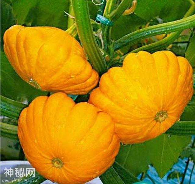 这种野瓜造型奇特似飞碟，味道鲜美做法多样，吃过的人可不多-3.jpg