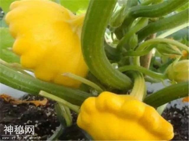 这种野瓜造型奇特似飞碟，味道鲜美做法多样，吃过的人可不多-5.jpg