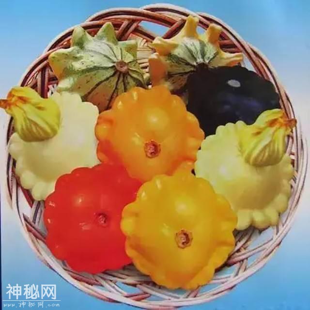 这种野瓜造型奇特似飞碟，味道鲜美做法多样，吃过的人可不多-7.jpg