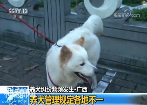 如今养犬已发展成大群体，扰民伤人怎么治？-3.jpg