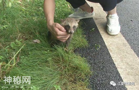 江夏一市民在环山路徒步时，发现一只野生动物，刚开始他以为是一只兔子...-3.jpg