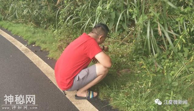 江夏一市民在环山路徒步时，发现一只野生动物，刚开始他以为是一只兔子...-6.jpg