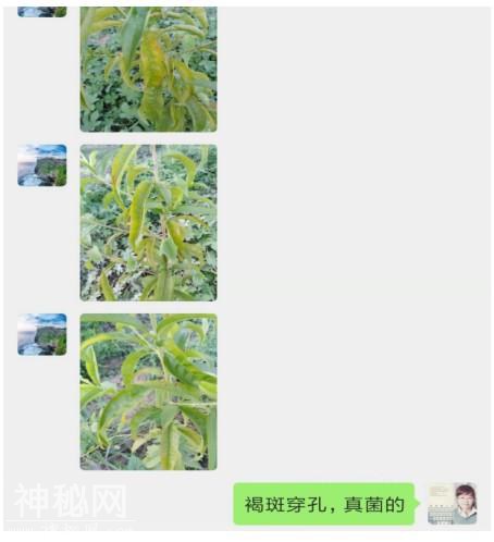 邻近桃子成熟，各种真细菌穿孔病应该如何防治？-2.jpg