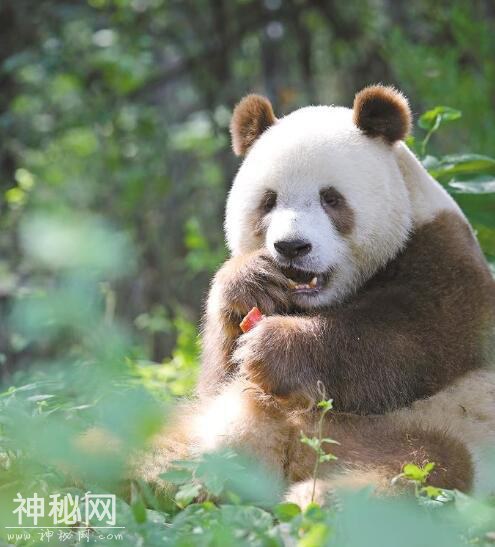 秦岭 野生动物的天堂-2.jpg
