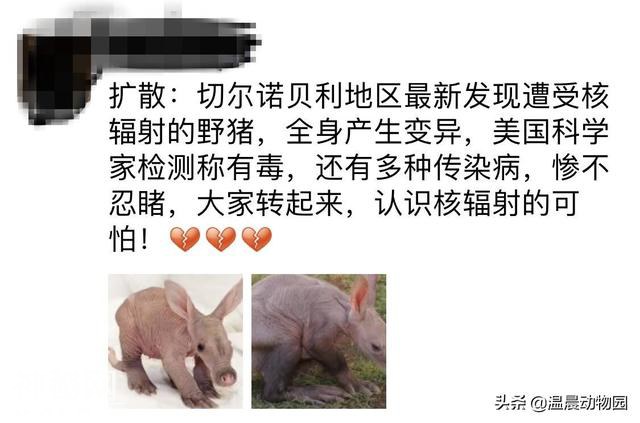 没毛的袋鼠？长耳朵猪？变异物种？都不是，这种奇怪的动物叫土豚-1.jpg