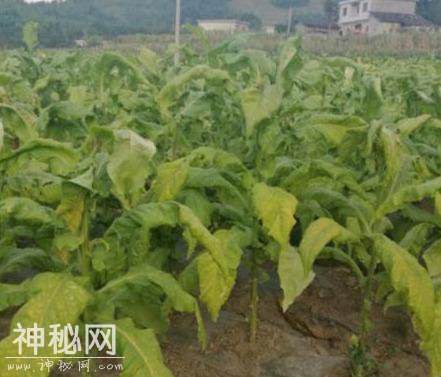 烟草病毒病害的流行规律及防治方法-7.jpg