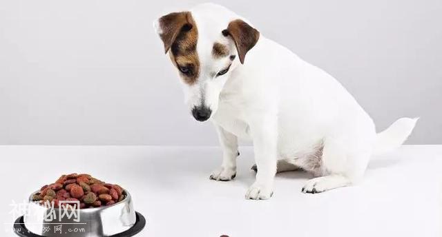 宠物挑食怎么办？-2.jpg
