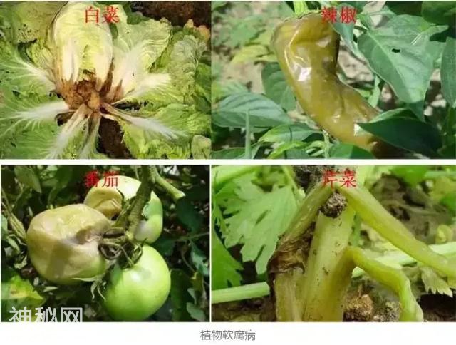 你家果子的细菌病害还治不好吗，快看看人家是怎么治的吧-15.jpg