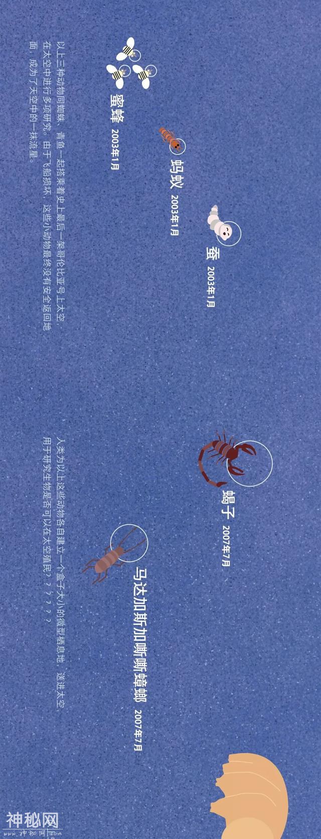 宇宙动物图鉴-15.jpg