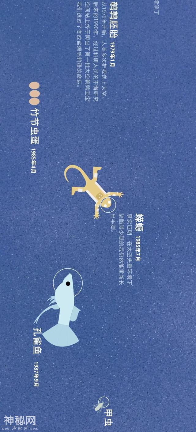 宇宙动物图鉴-23.jpg