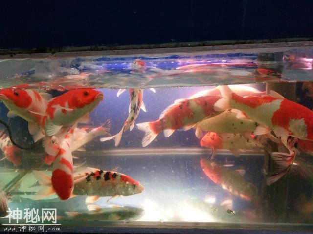 鱼缸的水色发黄和缸壁发黄，它们与硝化细菌的生成有什么联系吗？-4.jpg