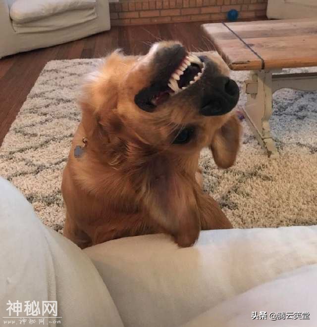 动物们的丑相，太搞笑了-4.jpg