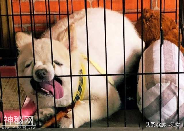 动物们的丑相，太搞笑了-5.jpg