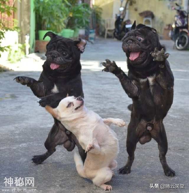 动物们的丑相，太搞笑了-6.jpg