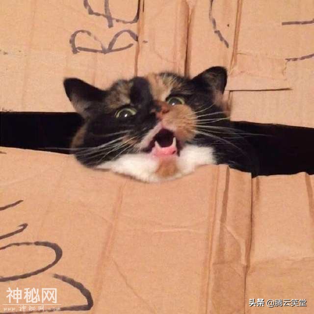 动物们的丑相，太搞笑了-10.jpg
