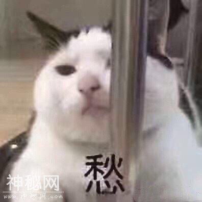 猫咪表情包合集｜我这不是肉，是妈妈的钱-2.jpg