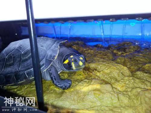 饲养以下生物都可以吃掉鱼缸里的鱼粪吗，那么过滤系统有什么用？-3.jpg