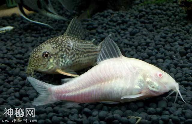 饲养以下生物都可以吃掉鱼缸里的鱼粪吗，那么过滤系统有什么用？-2.jpg