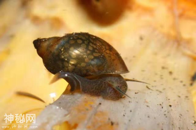 饲养以下生物都可以吃掉鱼缸里的鱼粪吗，那么过滤系统有什么用？-4.jpg
