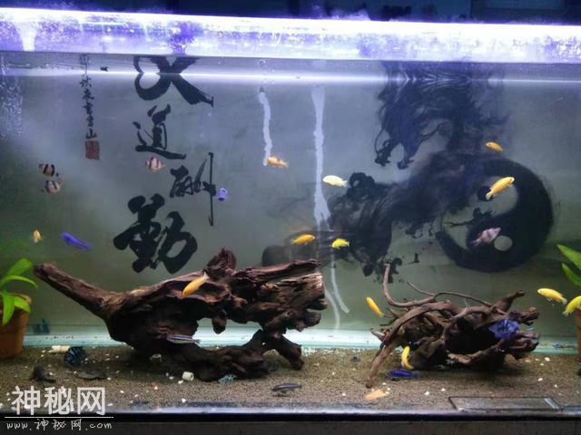 饲养以下生物都可以吃掉鱼缸里的鱼粪吗，那么过滤系统有什么用？-1.jpg