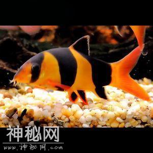 饲养以下生物都可以吃掉鱼缸里的鱼粪吗，那么过滤系统有什么用？-6.jpg