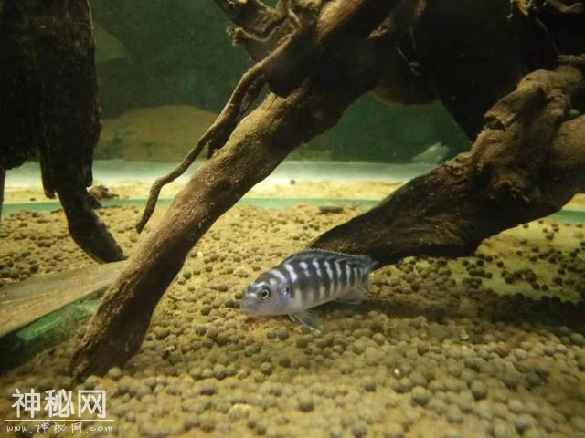 饲养以下生物都可以吃掉鱼缸里的鱼粪吗，那么过滤系统有什么用？-5.jpg