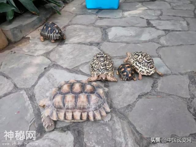 范围涉及大半个中国！警方破获野生动物大案-4.jpg