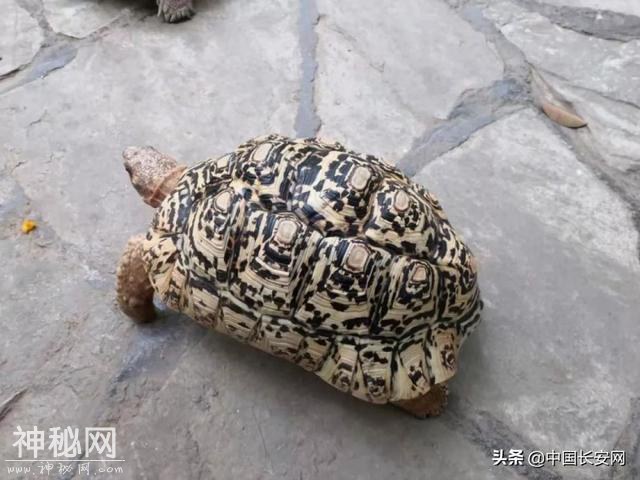 范围涉及大半个中国！警方破获野生动物大案-3.jpg