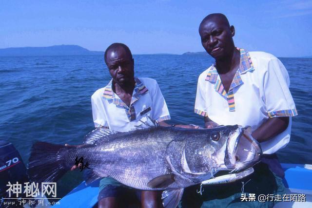 被警告的淡水湖：两大物种入侵50年，本土生物被灭60%-6.jpg