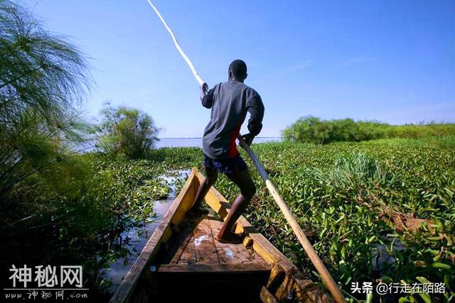 被警告的淡水湖：两大物种入侵50年，本土生物被灭60%-7.jpg