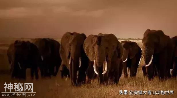 这些关于大象的小秘密你们知道吗？-4.jpg
