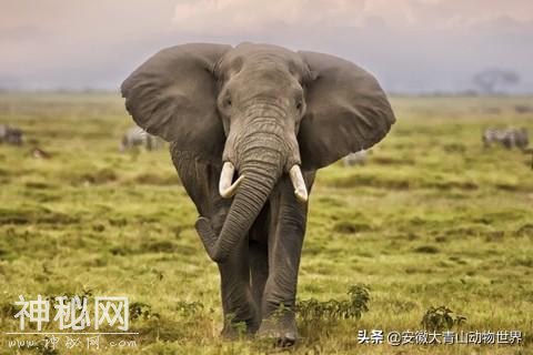 这些关于大象的小秘密你们知道吗？-12.jpg