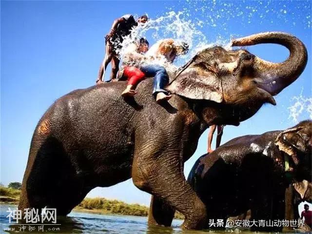 这些关于大象的小秘密你们知道吗？-8.jpg