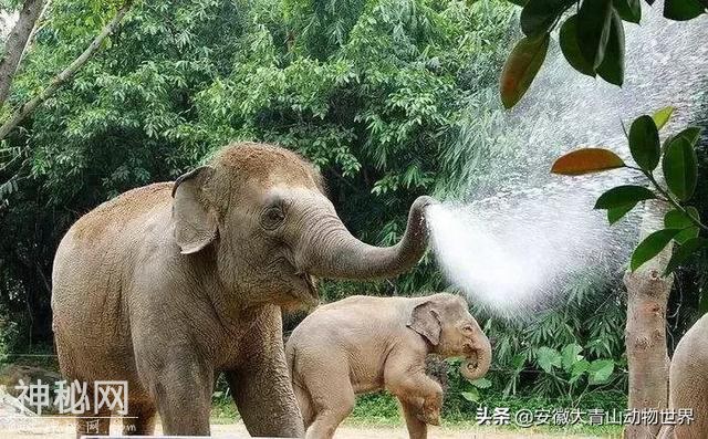 这些关于大象的小秘密你们知道吗？-10.jpg