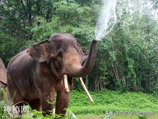 这些关于大象的小秘密你们知道吗？-11.jpg