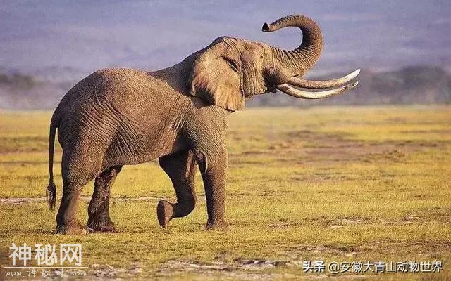 这些关于大象的小秘密你们知道吗？-13.jpg