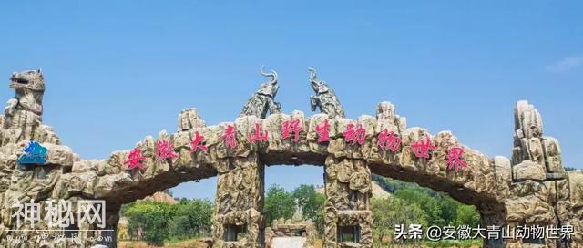 这些关于大象的小秘密你们知道吗？-18.jpg
