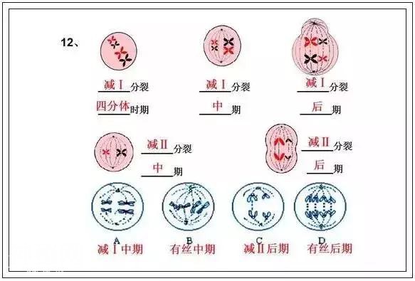 高中生物知识点大总结！25张图，三年重点知识全搞定-14.jpg