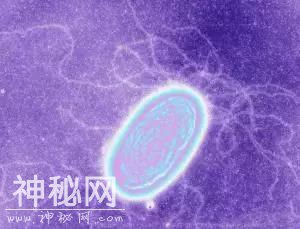 “闻菌色变”？在这个荷兰人看来，细菌可是个好伙伴，能做灯泡-4.jpg
