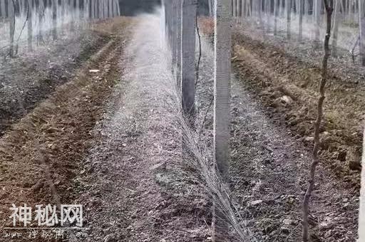 再谈国内猕猴桃园的生物改土，这篇文章值得你学习-6.jpg