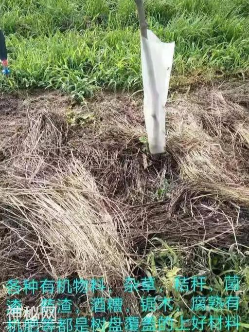 再谈国内猕猴桃园的生物改土，这篇文章值得你学习-7.jpg