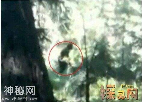 神龙架真的有野人吗，揭秘神农架野人之谜-9.jpg