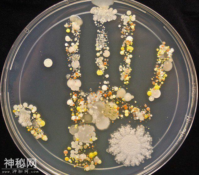 江西省科学技术馆暑期“科学小卫士之细菌大作战”活动报名开始啦！！-2.jpg